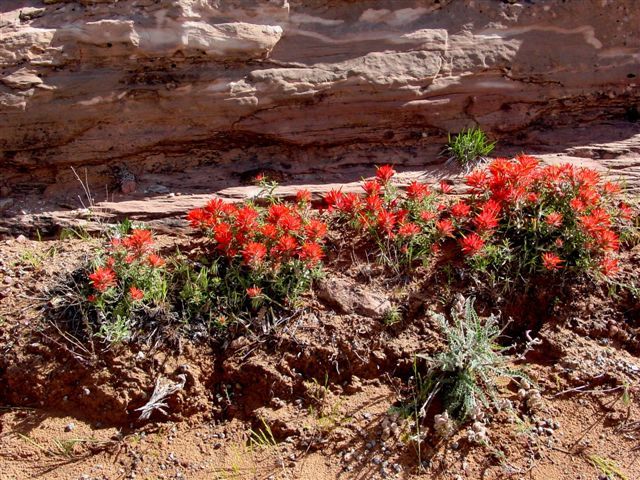 MoabFlowers (1304)